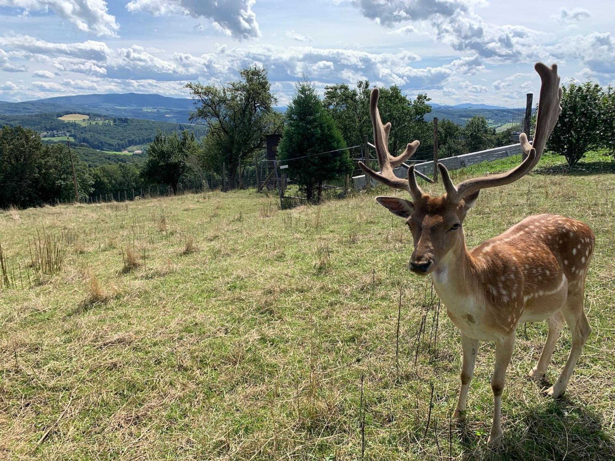 Landgasthof Zur Linde Laaben Exteriér fotografie